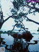 A naked woman laying in a pool of water under a tree.